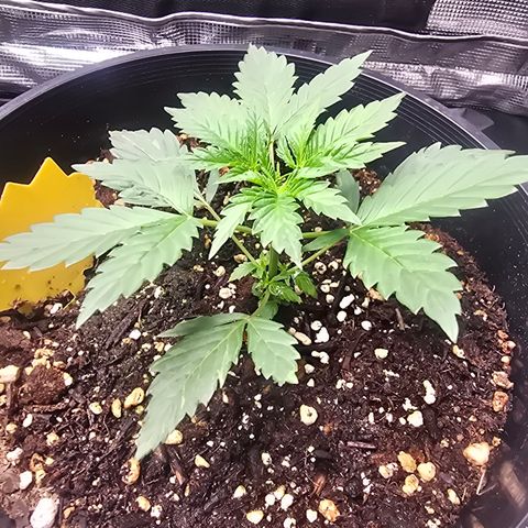 Astro Cheese  growlog timeline photo