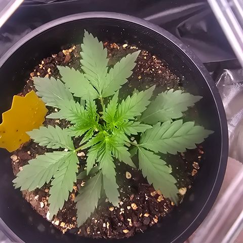 Astro Cheese  growlog timeline photo