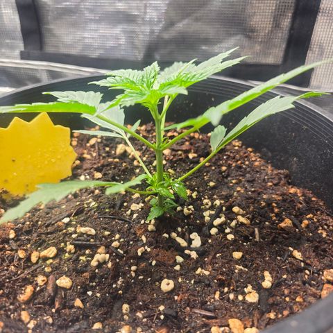 Astro Cheese  growlog timeline photo