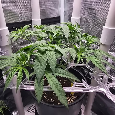 Space Queen growlog timeline photo