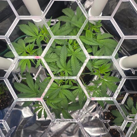 Space Queen growlog timeline photo