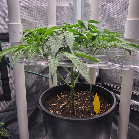Space Queen growlog timeline photo