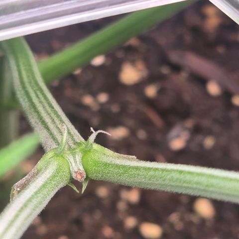 Space Queen growlog timeline photo