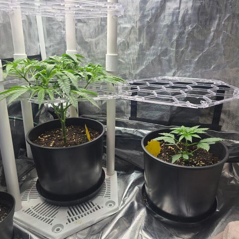 Space Queen growlog timeline photo