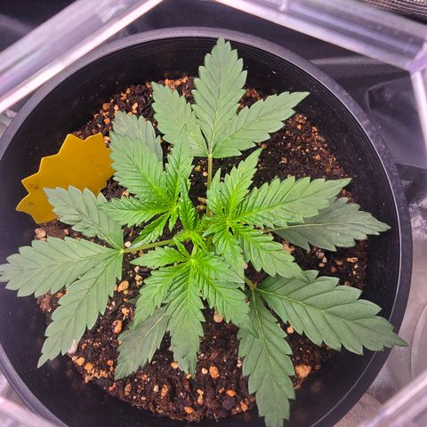 Astro Cheese  growlog timeline photo