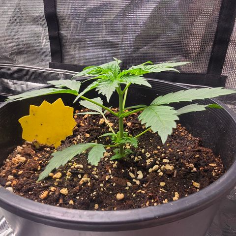 Astro Cheese  growlog timeline photo