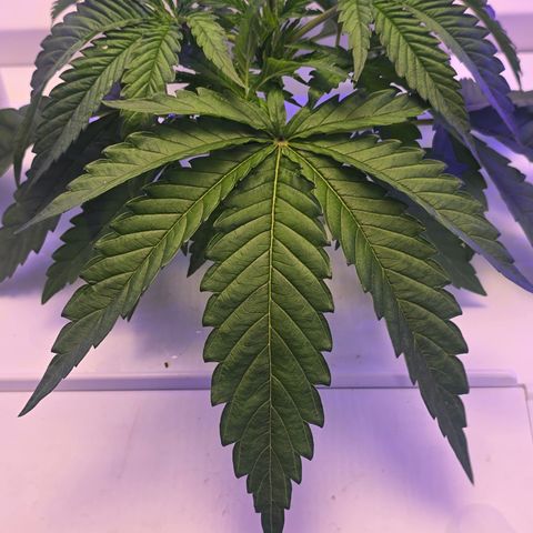 Huckleberry Pie (Abby) growlog timeline photo