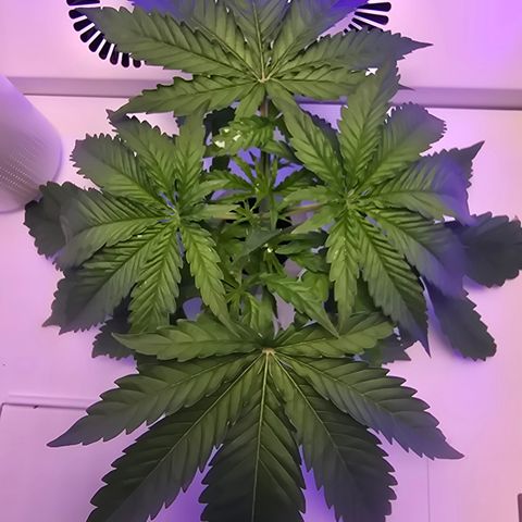 Huckleberry Pie (Abby) growlog timeline photo