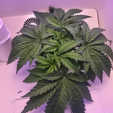 Huckleberry Pie (Abby) growlog timeline photo