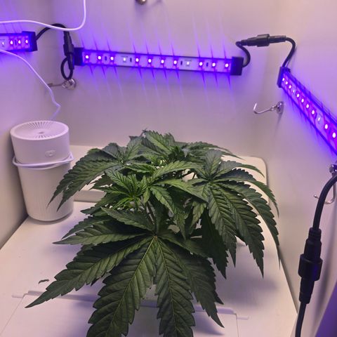Huckleberry Pie (Abby) growlog timeline photo