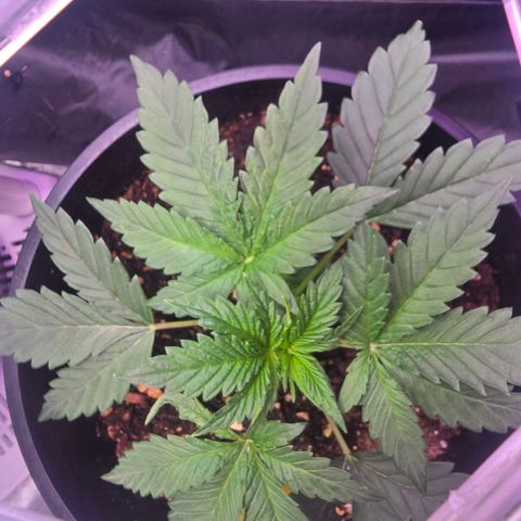 Astro Cheese  growlog timeline photo
