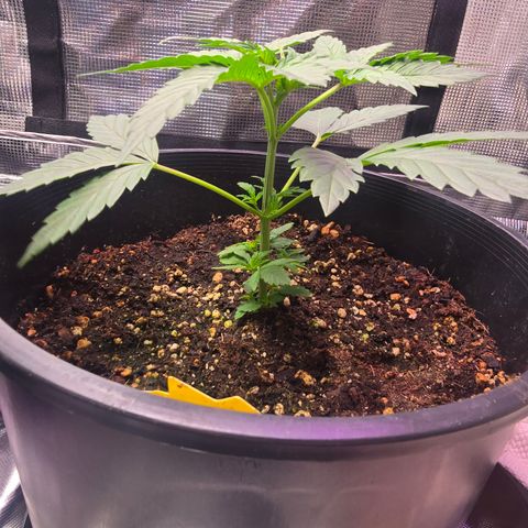 Astro Cheese  growlog timeline photo