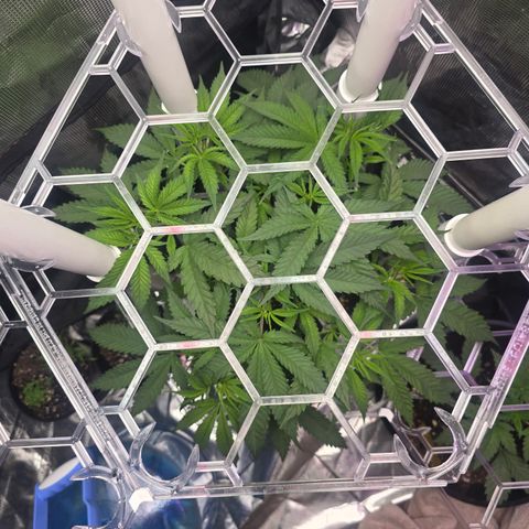 Space Queen growlog timeline photo