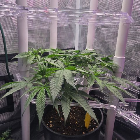 Space Queen growlog timeline photo
