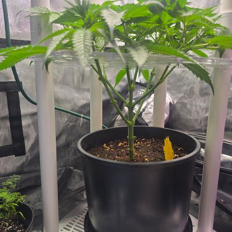 Space Queen growlog timeline photo