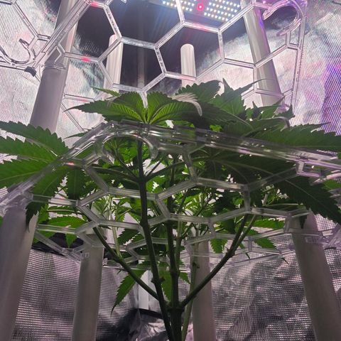 Space Queen growlog timeline photo