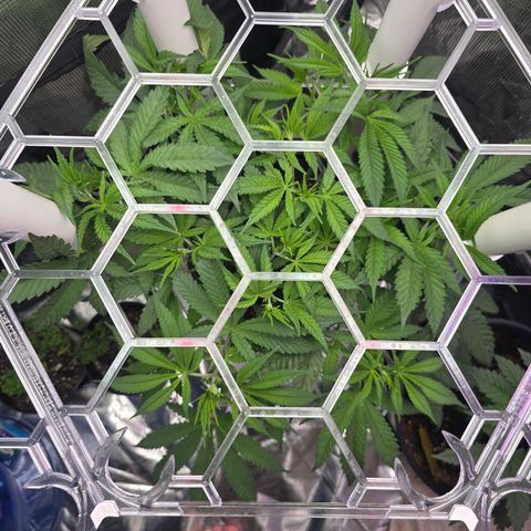 Space Queen growlog timeline photo
