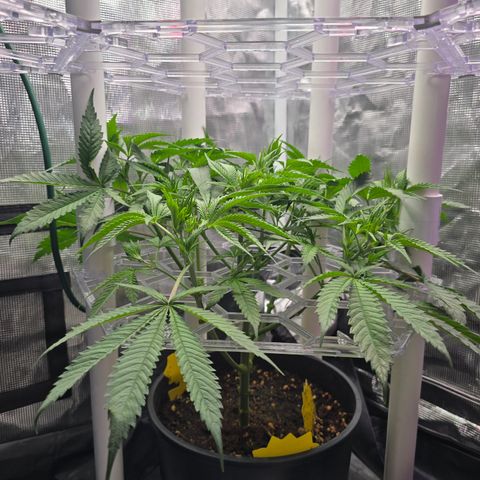 Space Queen growlog timeline photo