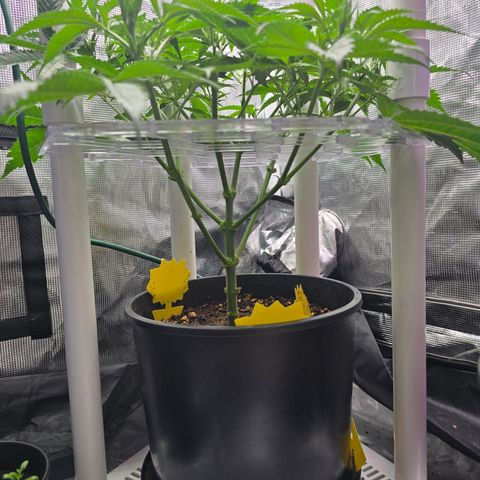 Space Queen growlog timeline photo