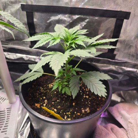 Astro Cheese  growlog timeline photo