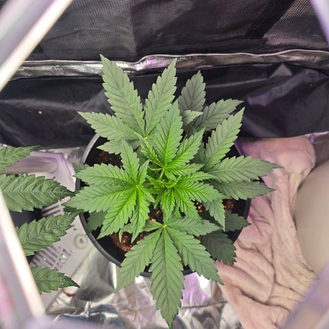 Astro Cheese  growlog timeline photo