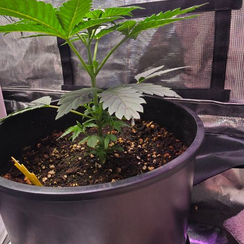 Astro Cheese  growlog timeline photo