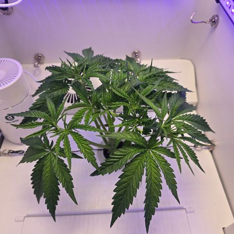 Huckleberry Pie (Abby) growlog timeline photo