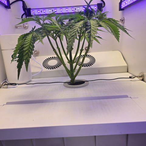 Huckleberry Pie (Abby) growlog timeline photo
