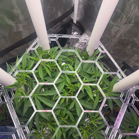 Space Queen growlog timeline photo