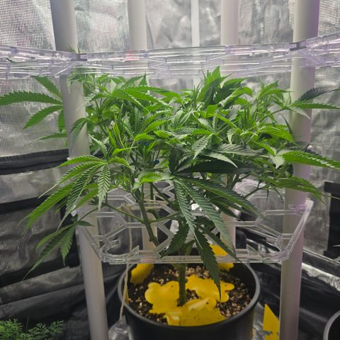 Space Queen growlog timeline photo