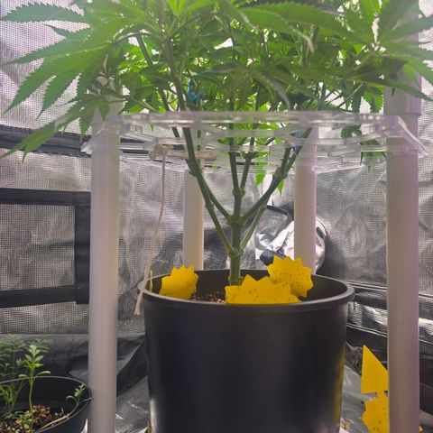Space Queen growlog timeline photo