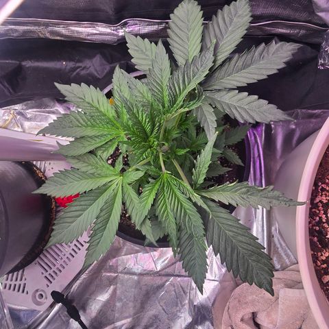 Astro Cheese  growlog timeline photo