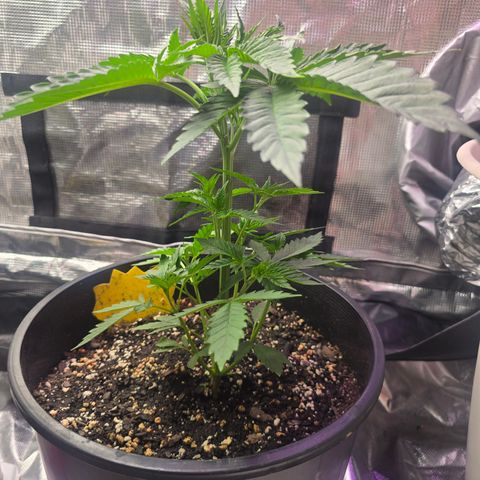 Astro Cheese  growlog timeline photo