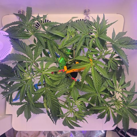 Huckleberry Pie (Abby) growlog timeline photo