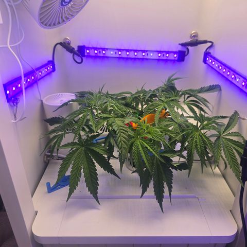 Huckleberry Pie (Abby) growlog timeline photo