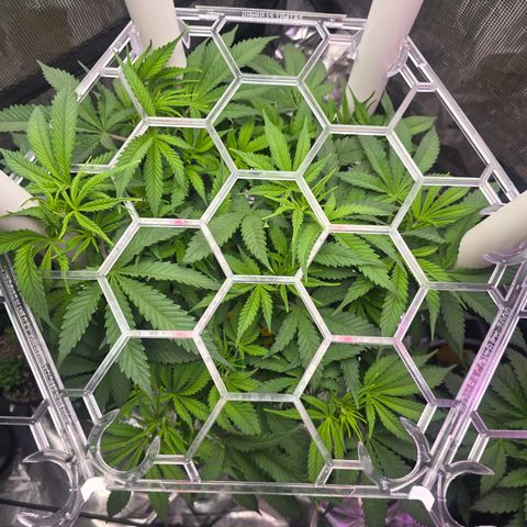 Space Queen growlog timeline photo