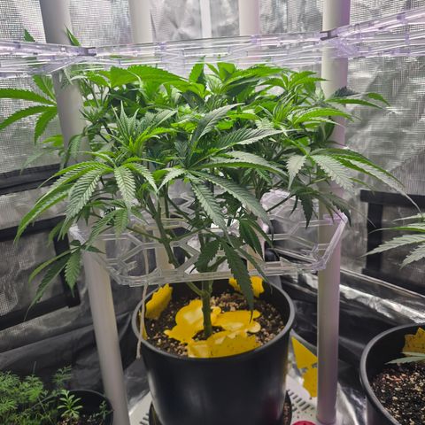 Space Queen growlog timeline photo