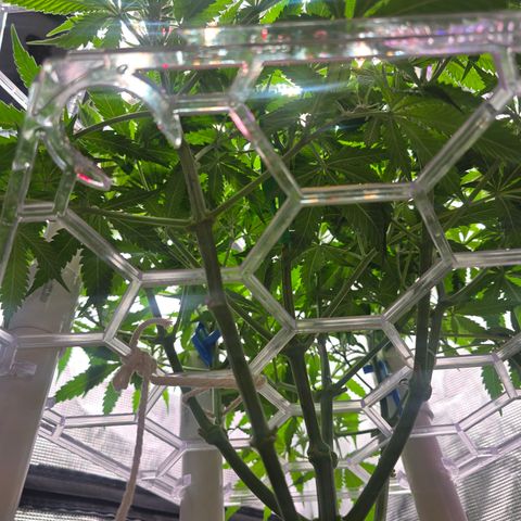 Space Queen growlog timeline photo