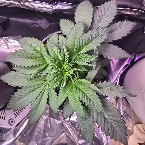 Astro Cheese  growlog timeline photo