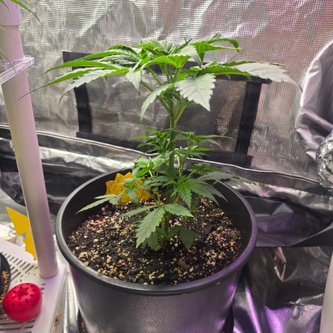 Astro Cheese  growlog timeline photo