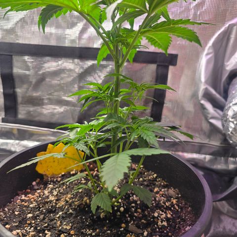 Astro Cheese  growlog timeline photo