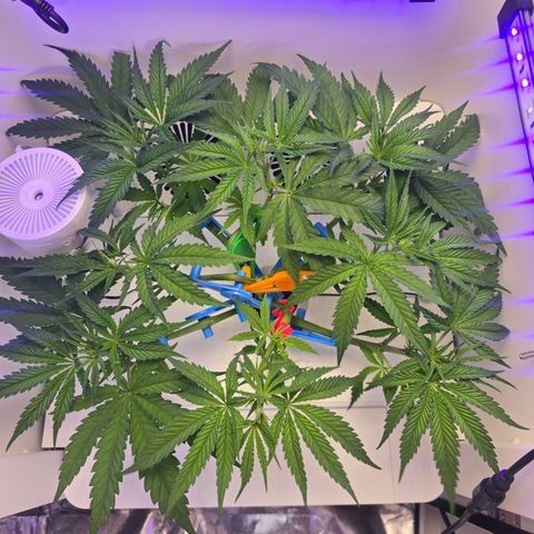 Huckleberry Pie (Abby) growlog timeline photo