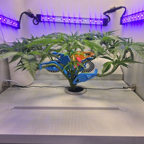 Huckleberry Pie (Abby) growlog timeline photo