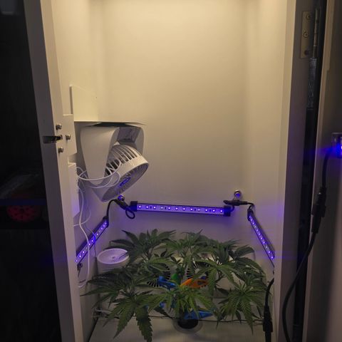 Huckleberry Pie (Abby) growlog timeline photo