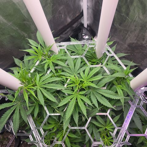 Space Queen growlog timeline photo