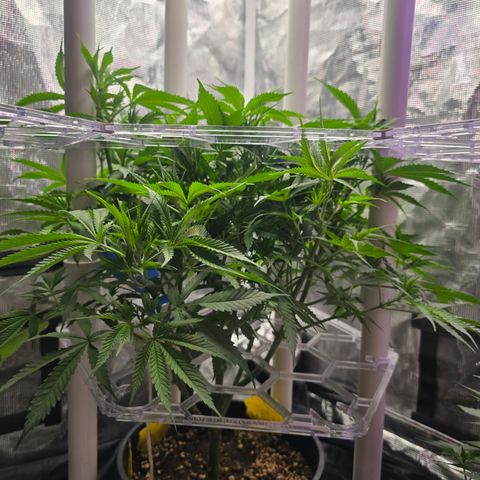 Space Queen growlog timeline photo