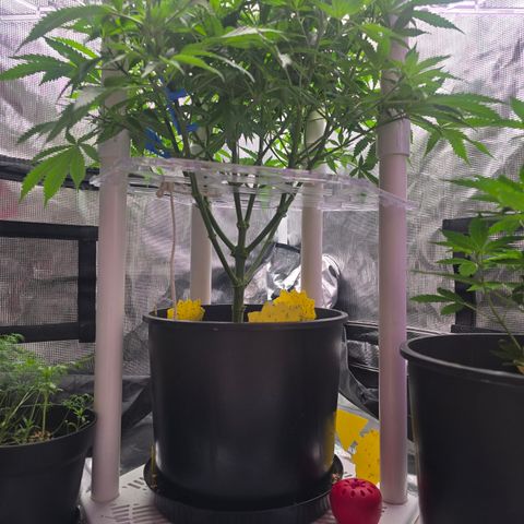 Space Queen growlog timeline photo