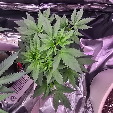 Astro Cheese  growlog timeline photo