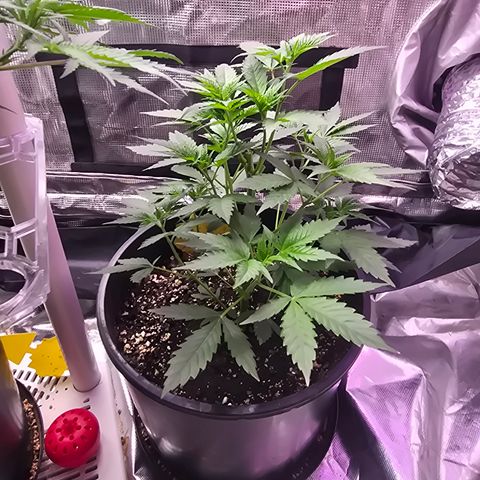 Astro Cheese  growlog timeline photo