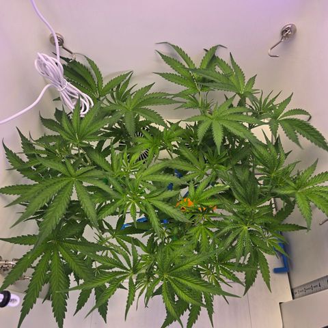 Huckleberry Pie (Abby) growlog timeline photo